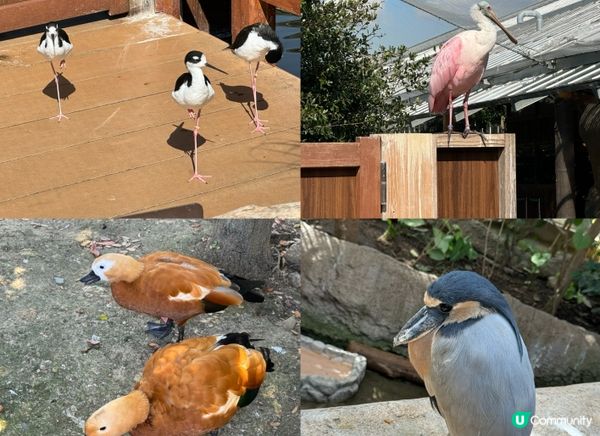 與動物0距離接觸