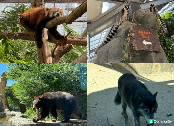 與動物0距離接觸