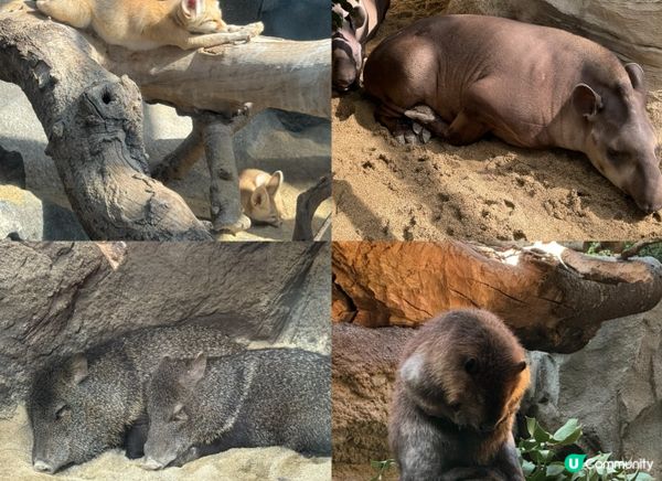 與動物0距離接觸