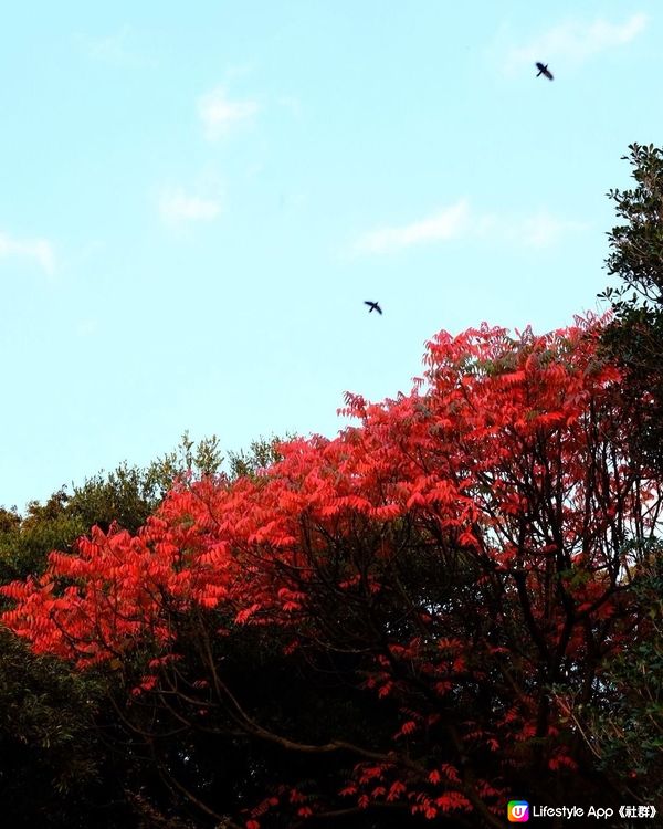 東京必去紅葉景點推介4️⃣六義園