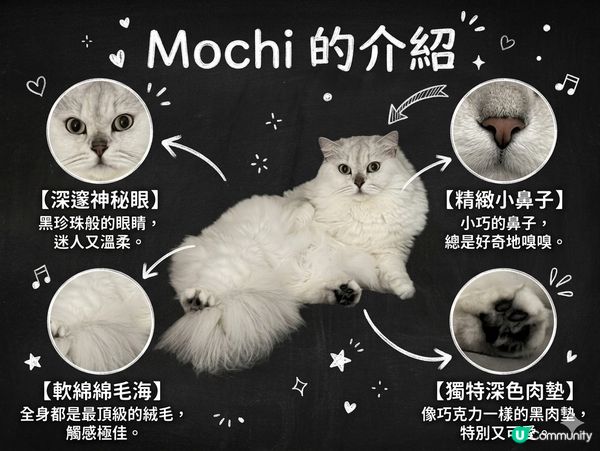 Mochi小介紹