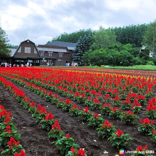 7月份薰衣草 （富良野）