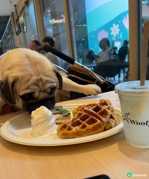 沙田新城市廣場而家寵物都入得😀， G/F有一間寵物友善餐廳W...