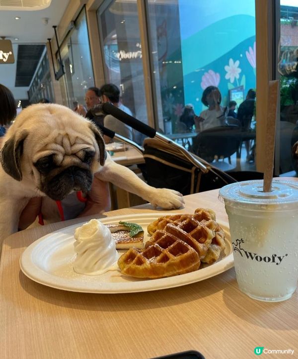 沙田新城市廣場而家寵物都入得😀， G/F有一間寵物友善餐廳W...