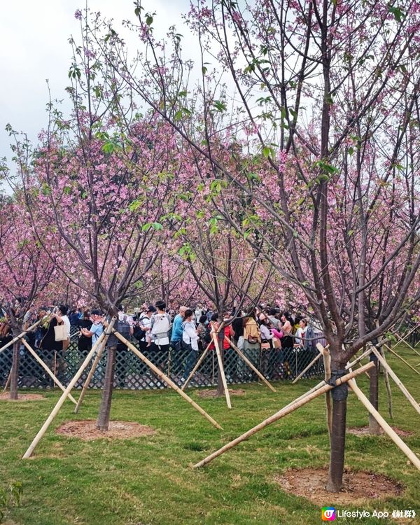 東涌櫻花園