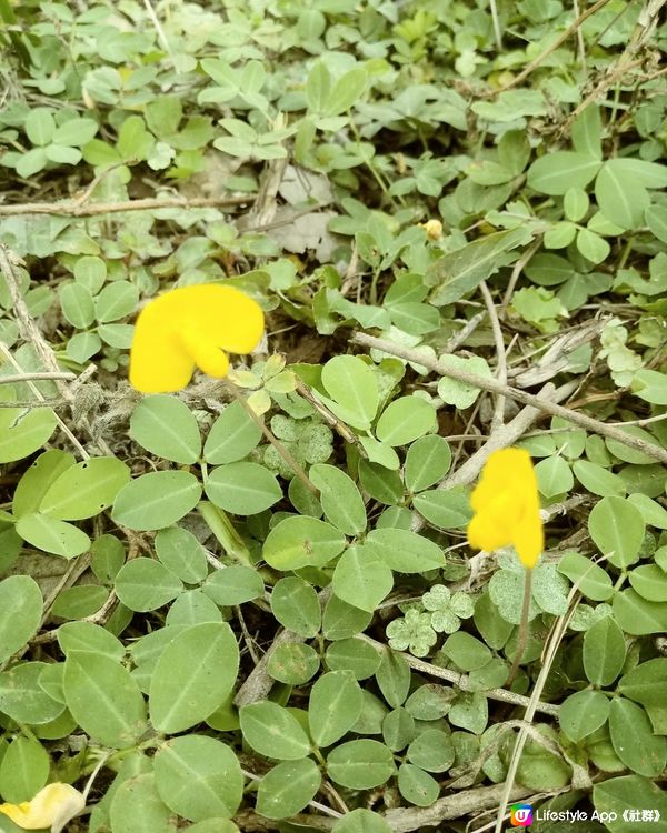 黄花曼花生