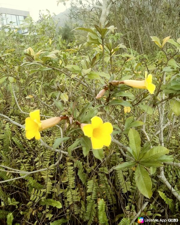 小小3朵黄花