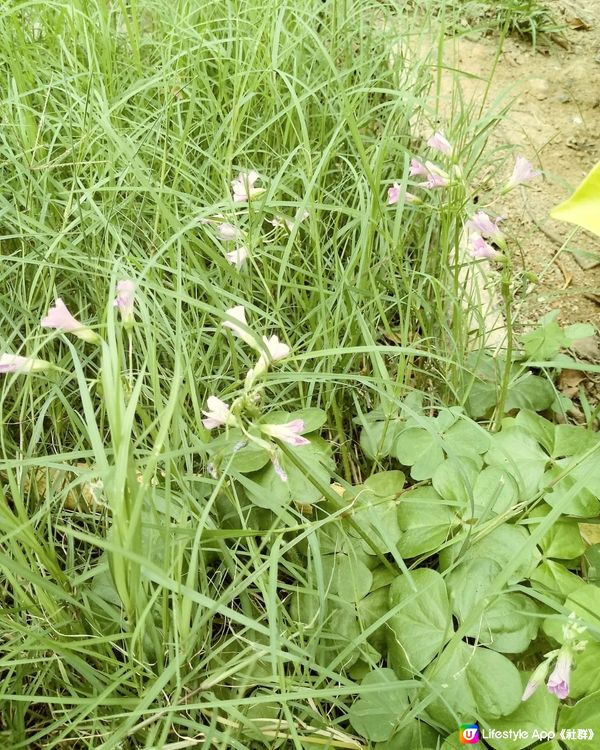 小小草兒開花了