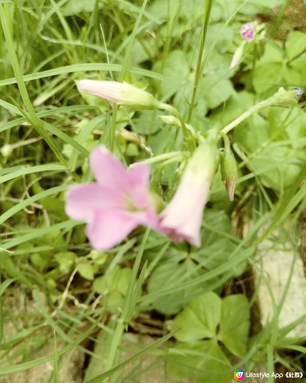 小小草兒開花了