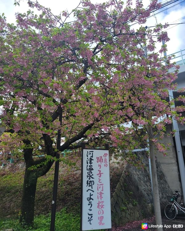 櫻花之旅