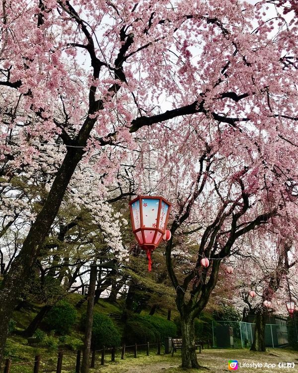 日本櫻花🌸盛開