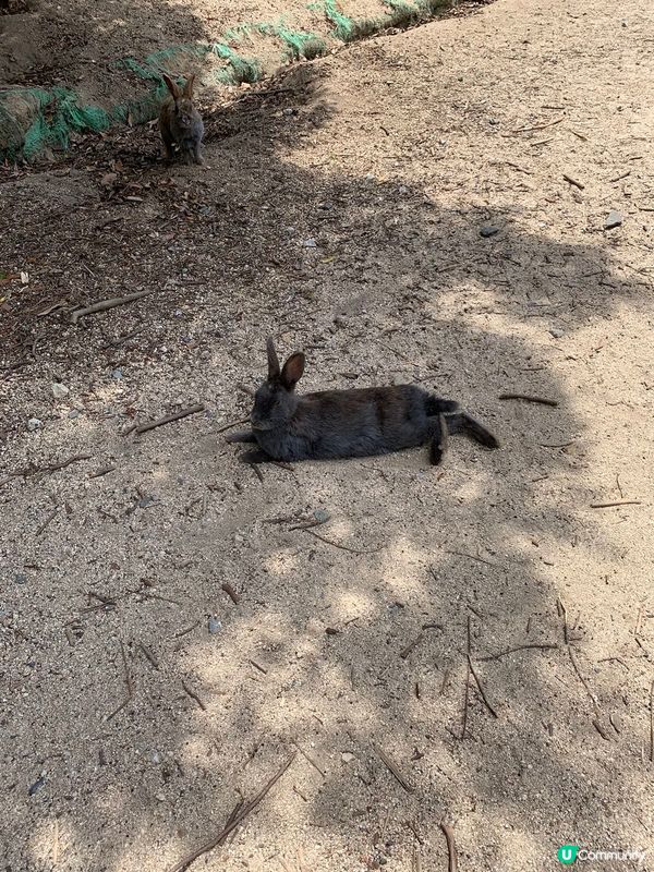 🐰睇真啲先見到有幾多隻兔仔？