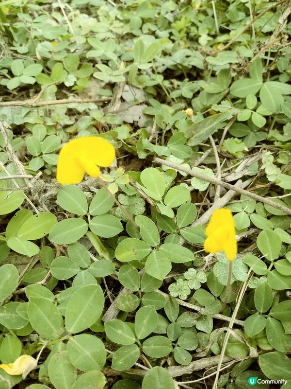 黄花曼花生