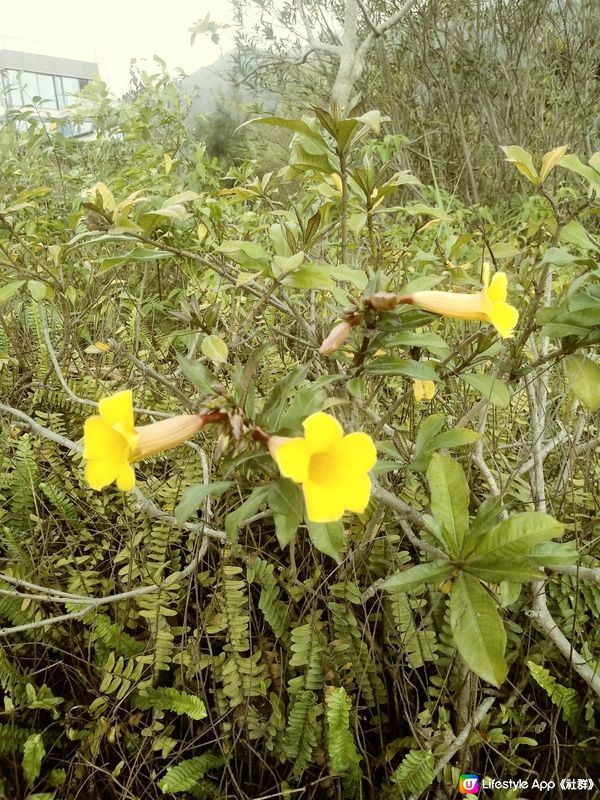 小小3朵黄花