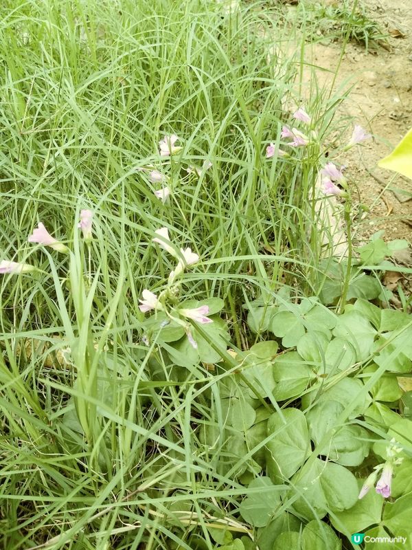 小小草兒開花了