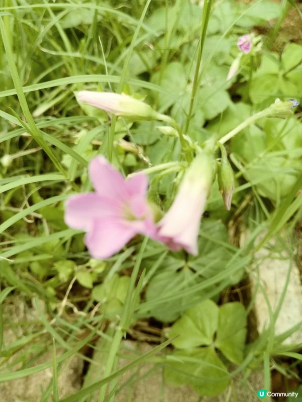 小小草兒開花了