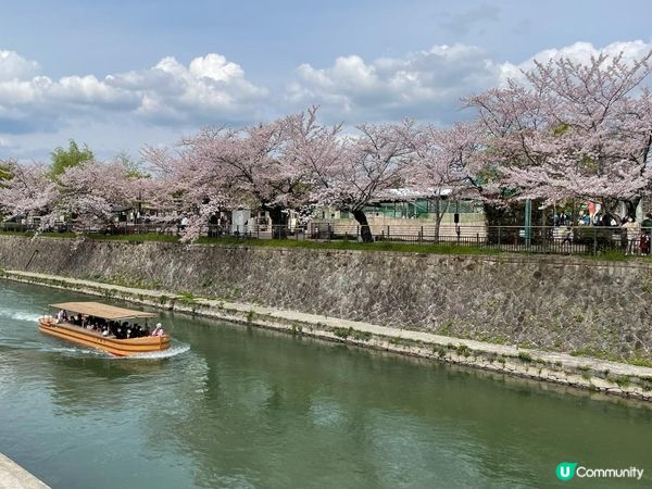 岡崎疏水🌸兩岸種滿了櫻花