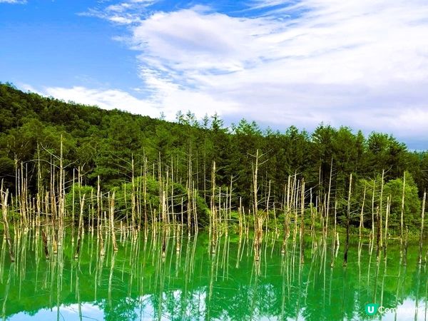 10年前的秘景變成打卡熱點～白金青池