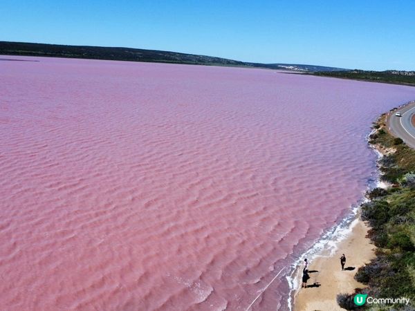西澳粉紅湖🩷此生必去☺️🌸