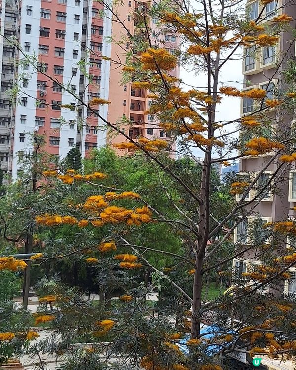 黃毛丫頭
