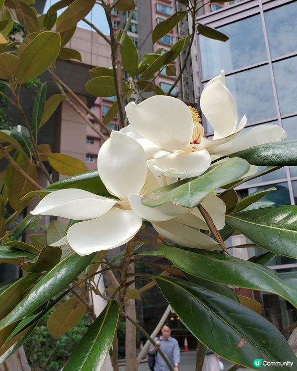 2朵齊開