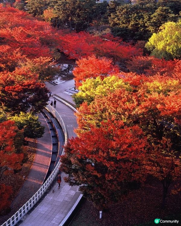 1新潟空中庭園🌿！高空賞紅葉一流選擇！📸