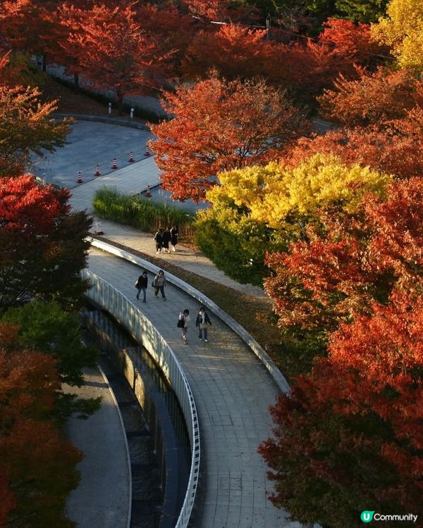 1新潟空中庭園🌿！高空賞紅葉一流選擇！📸