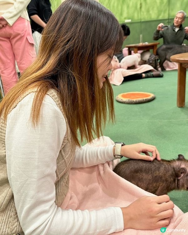 東京原宿豬豬cafe🐽🐷