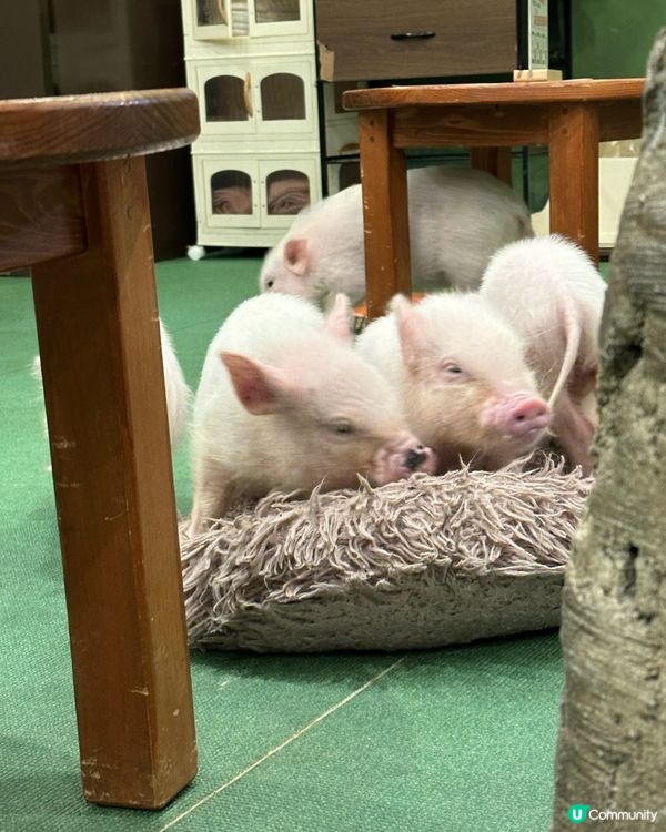 東京原宿豬豬cafe🐽🐷