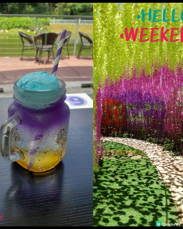 讓人心花怒放🥰的蝶豆花🌸雪糕特飲 - 大埔碟豆花園🌷