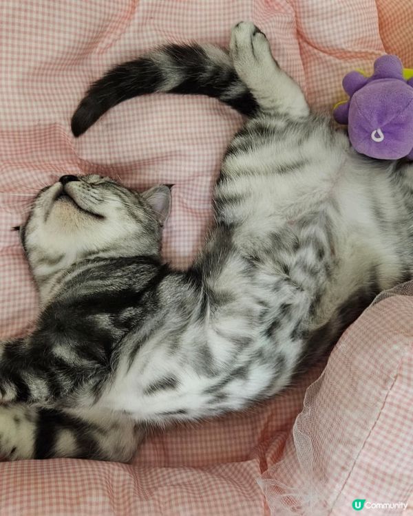 大家好，豆腐花黎啦~