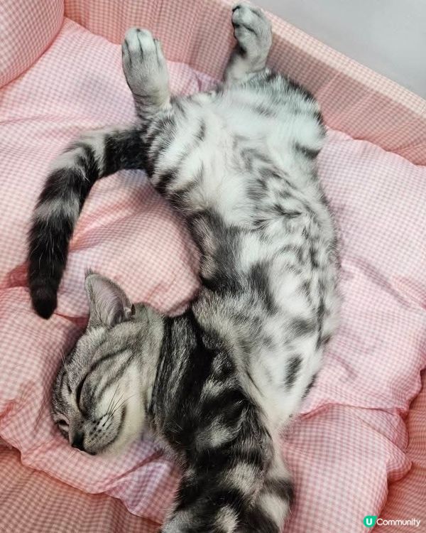 大家好，豆腐花黎啦~