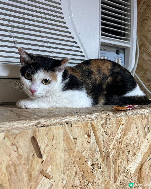 大家好，豆腐花黎啦~