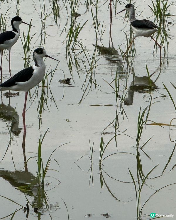 上水塑原自然生態公園