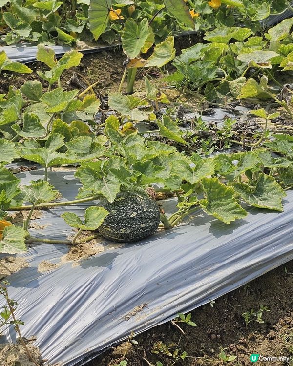 上水塑原自然生態公園