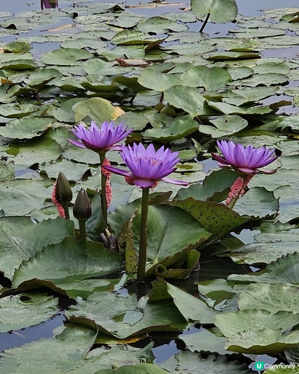 上水塑原自然生態公園