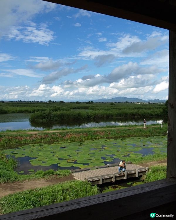 福島潟夏日綠油油！🌿 展望台懷舊風 📸