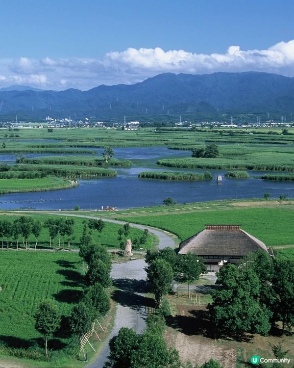 福島潟夏日綠油油！🌿 展望台懷舊風 📸
