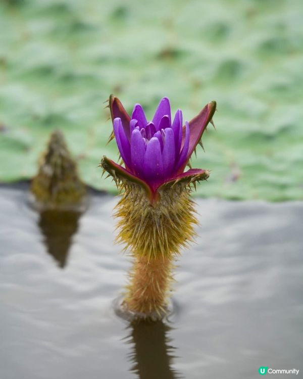 福島潟夏日綠油油！🌿 展望台懷舊風 📸