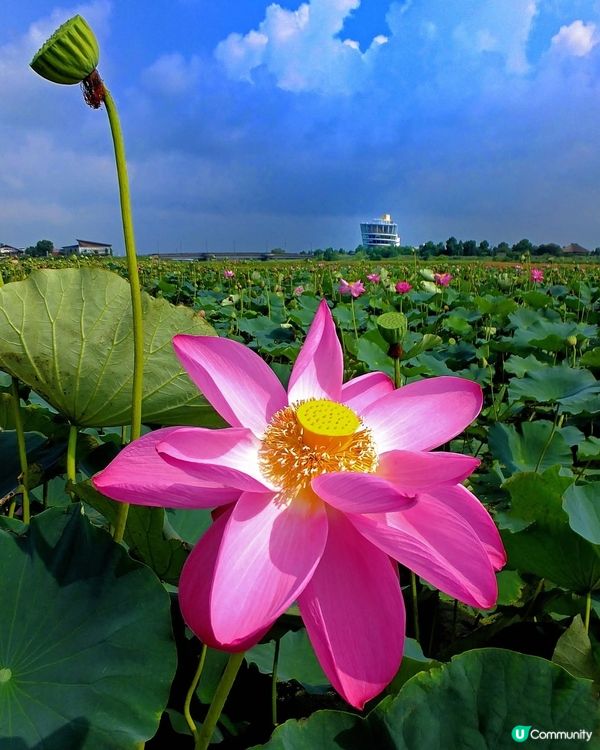 福島潟夏日綠油油！🌿 展望台懷舊風 📸