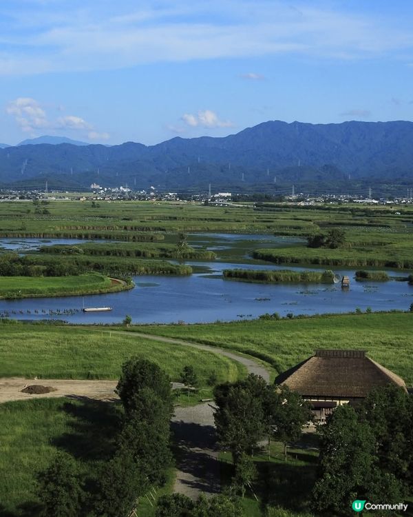 福島潟夏日綠油油！🌿 展望台懷舊風 📸