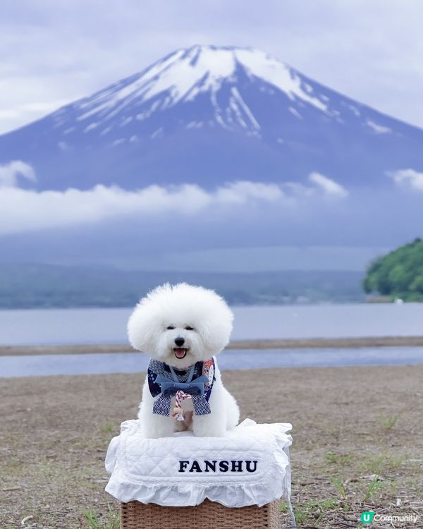 帶狗去富士山🗻！完成人生必去夢想清單✅！靚到爆！😍
