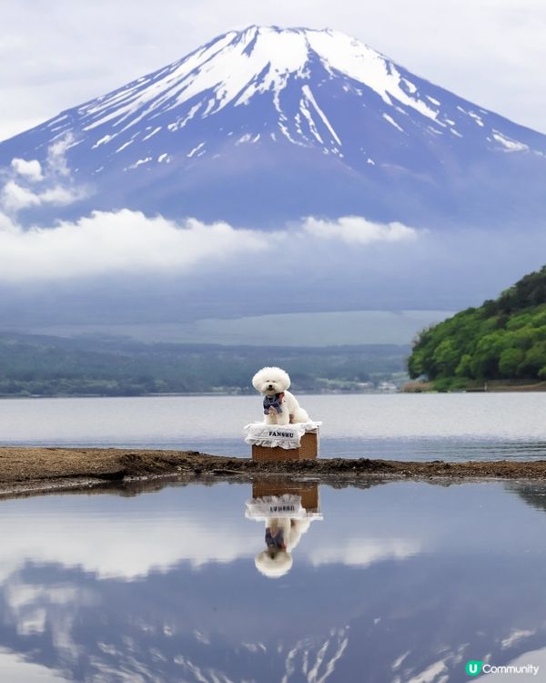 帶狗去富士山🗻！完成人生必去夢想清單✅！靚到爆！😍