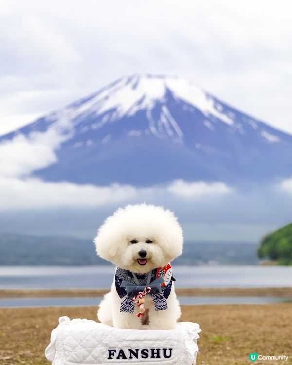 帶狗去富士山🗻！完成人生必去夢想清單✅！靚到爆！😍