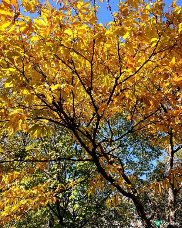 尖石遺跡揭秘！繩文文化之旅 🍁🗿！