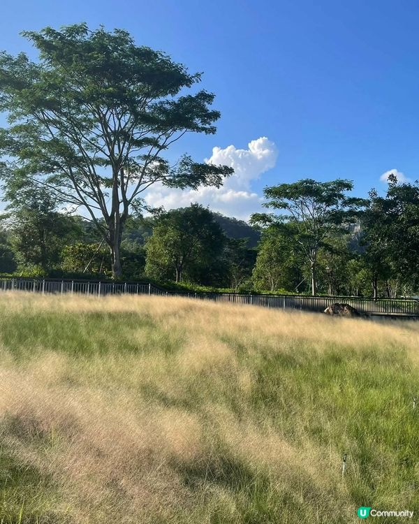 中山古香林公園一日遊🏞️ 享受慢活時光！🌳