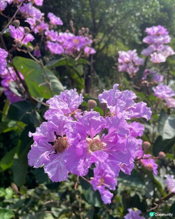 中山古香林公園一日遊🏞️ 享受慢活時光！🌳