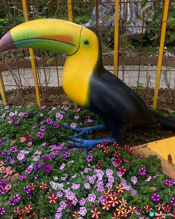 📸打卡位1 ： 鴨脷洲公園內的大嘴鳥