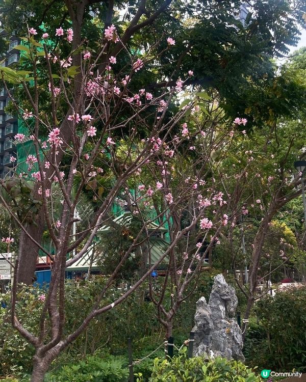 📸打卡位1 ： 鴨脷洲公園內的大嘴鳥