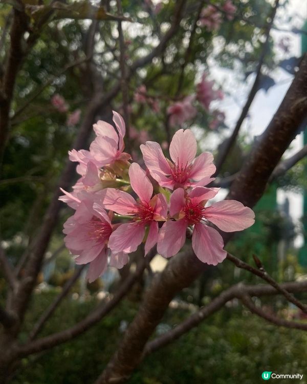 📸打卡位1 ： 鴨脷洲公園內的大嘴鳥